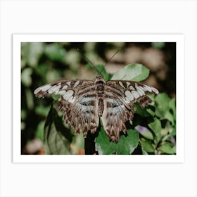 The Blue Clipper Butterfly Poster