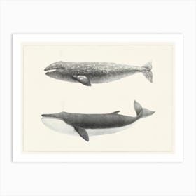 The California Gray Whale, Charles Melville Scammon Art Print