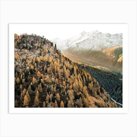 Colorado Autumn Forest Art Print