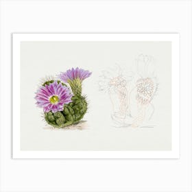 Purple Cactus, Familie Der Cacteen Art Print