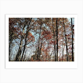 Autumn Trees In The Woods Art Print