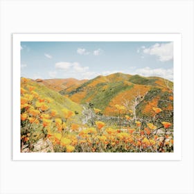 Poppy Wildflower Hills Art Print