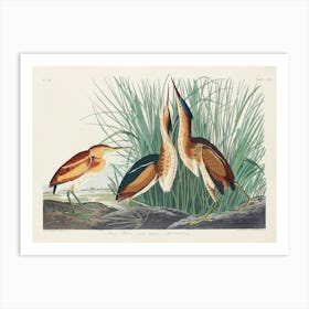 Least Bittern, Birds Of America, John James Audubon Art Print