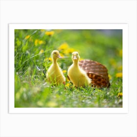 Ducks In The Grass Art Print