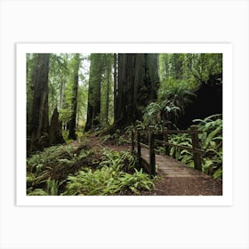 Redwood Forest Wanderlust Hike Art Print