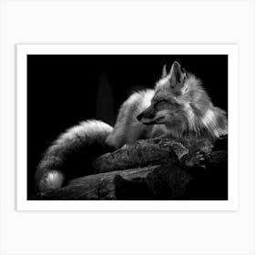 Fox In Black And White Art Print