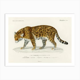 Jaguar (Panthera Onca), Charles Dessalines D'Orbigny Art Print