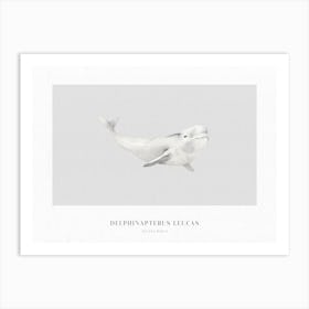 Boho Ocean 1 Beluga Whale Art Print