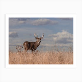 Midwest Whitetail Deer Art Print