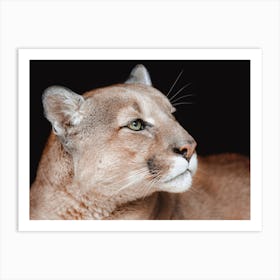 Mountain Lion Portrait Art Print