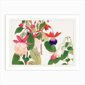 Fuchsia Flower, Japanese Woodblock Art Print