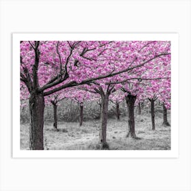 Cherry Tree Alley In Bloom Art Print