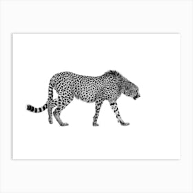 Cheetah Art Print