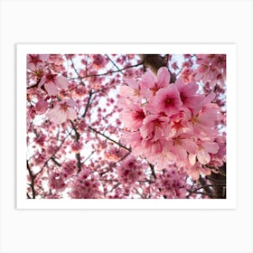 Cherry Blossoms 13 Art Print