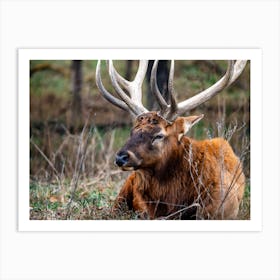 Elk Elk Elk Art Print