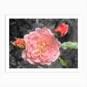 Pink Rose Art Print