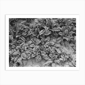 Spinach Growing In Field At La Pryor, Texas By Russell Lee Art Print