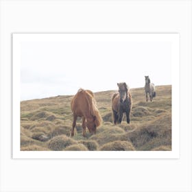 Iceland Horses Art Print