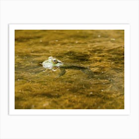 Bullfrog Floating In The Water Art Print