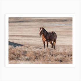 Horse On Horizon Art Print