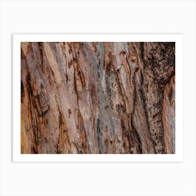 Close Up Of Abstract Colorful Striped Texture And Pattern Of Eucalyptus Tree Art Print