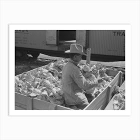 Grading Cabbages At Packing Plant, Alamo, Texas By Russell Lee Art Print