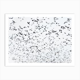 999 Birds Art Print