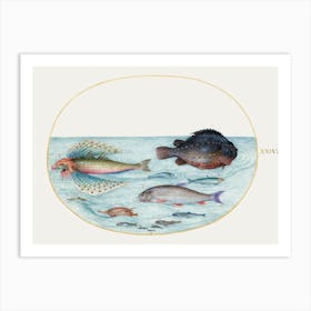 Flying Gurnard, Male Lumpsucker, Longspine Snipefish And Other Fish (1575 1580), Joris Hoefnagel Art Print