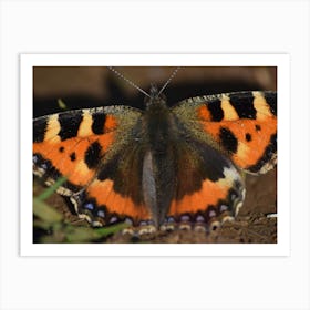 Tawny Owl Butterfly Poster