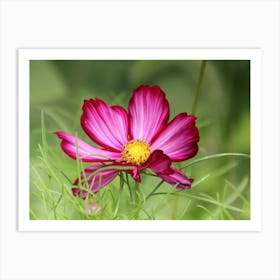 Cosmos Flower in Field Art Print