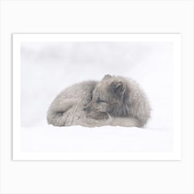 Arctic Fox In Snow Art Print