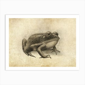 Sepia Frog Art Print
