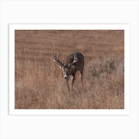 Deer Moving Through Grass Art Print