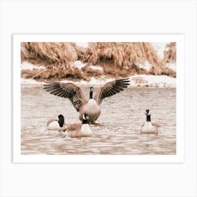 Geese In Cold Water Art Print