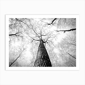 Black And White Tree Art Print