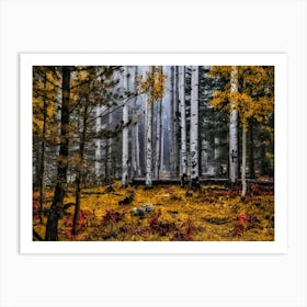 Birch Trees Forest Fall Fog Autumn Nature Landscape Art Print