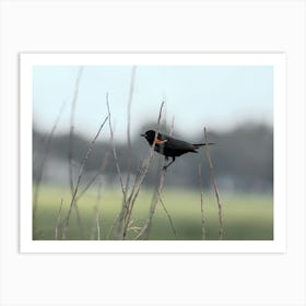 Red Winged Blackbird On An Overcast Day Art Print