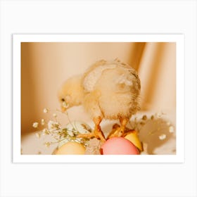 Easter Chick 7 Art Print