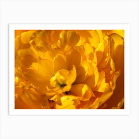 Yellow Tulip Art Print