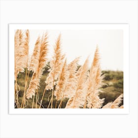 Pampas Grass Art Print