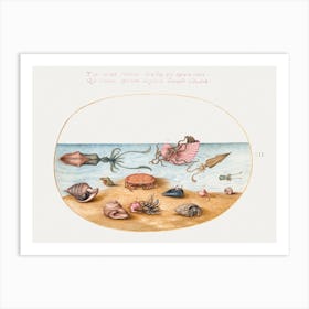 Argonaut, Squid, Hermit Crabs, Shells And Crab (1575–1580), Joris Hoefnagel Art Print