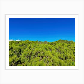 Aerial View Of Pine Trees 20231028160946rt1pub Art Print