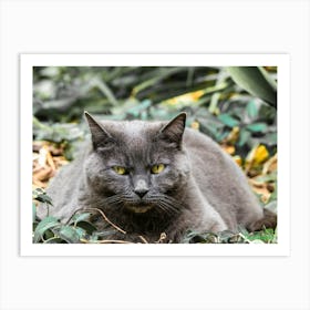 Gray Cat In The Garden 20230607174516rt1pub Art Print