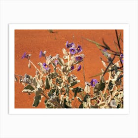 Purple Flowers In The Outback Art Print