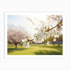 Blooming Pear Tree In Spring Close Up Shot Focusing On Delicate White Blossoms Against A Soft Hued (6) Art Print