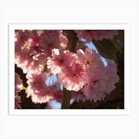 Pink blossoms of ornamental cherry 4 Art Print