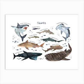 Shark Sea Life Print, Types of Sharks, Ocean Theme Kids Room Art Print