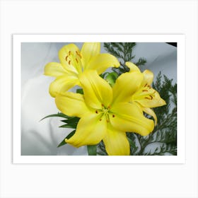 Three Asiatic lilies Art Print