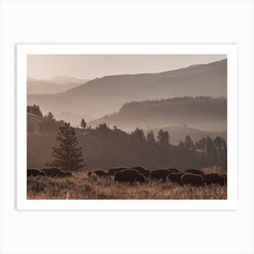 Bison Herd At Sunrise Art Print