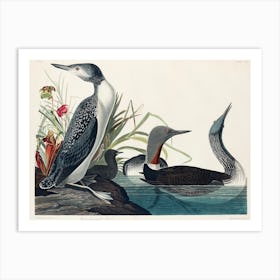 Red Throated Diver, Birds Of America, John James Audubon Art Print